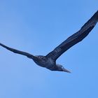 Alcatraz joven - young gannet