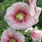 Alcea