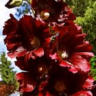 ALCEA  