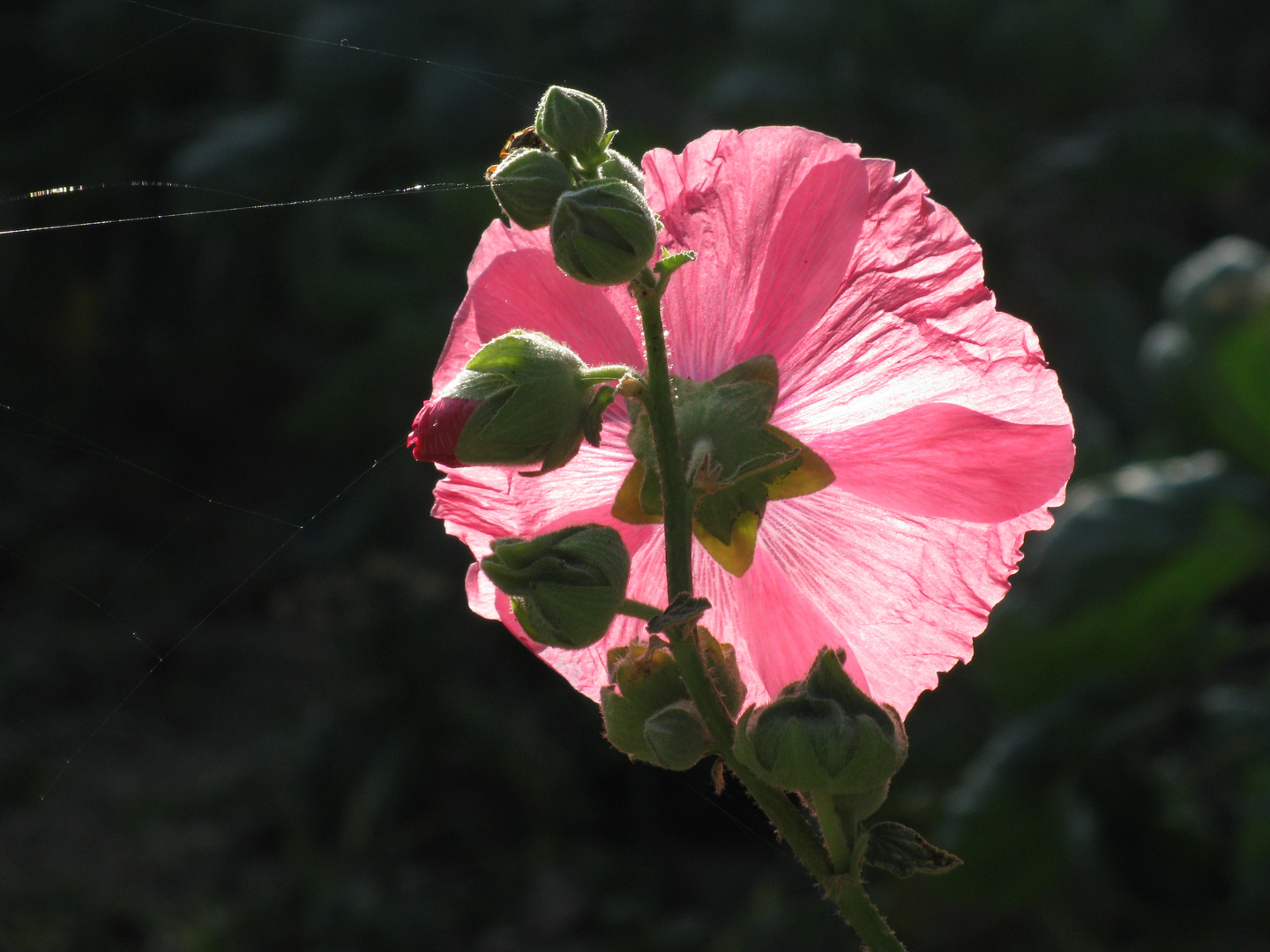 alcea rosea