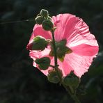 alcea rosea