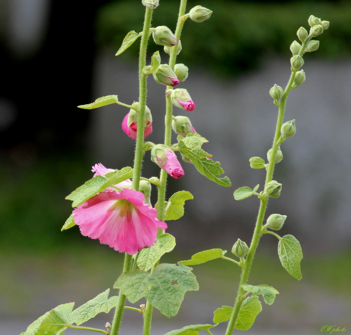 ~ ALCEA rosea ~