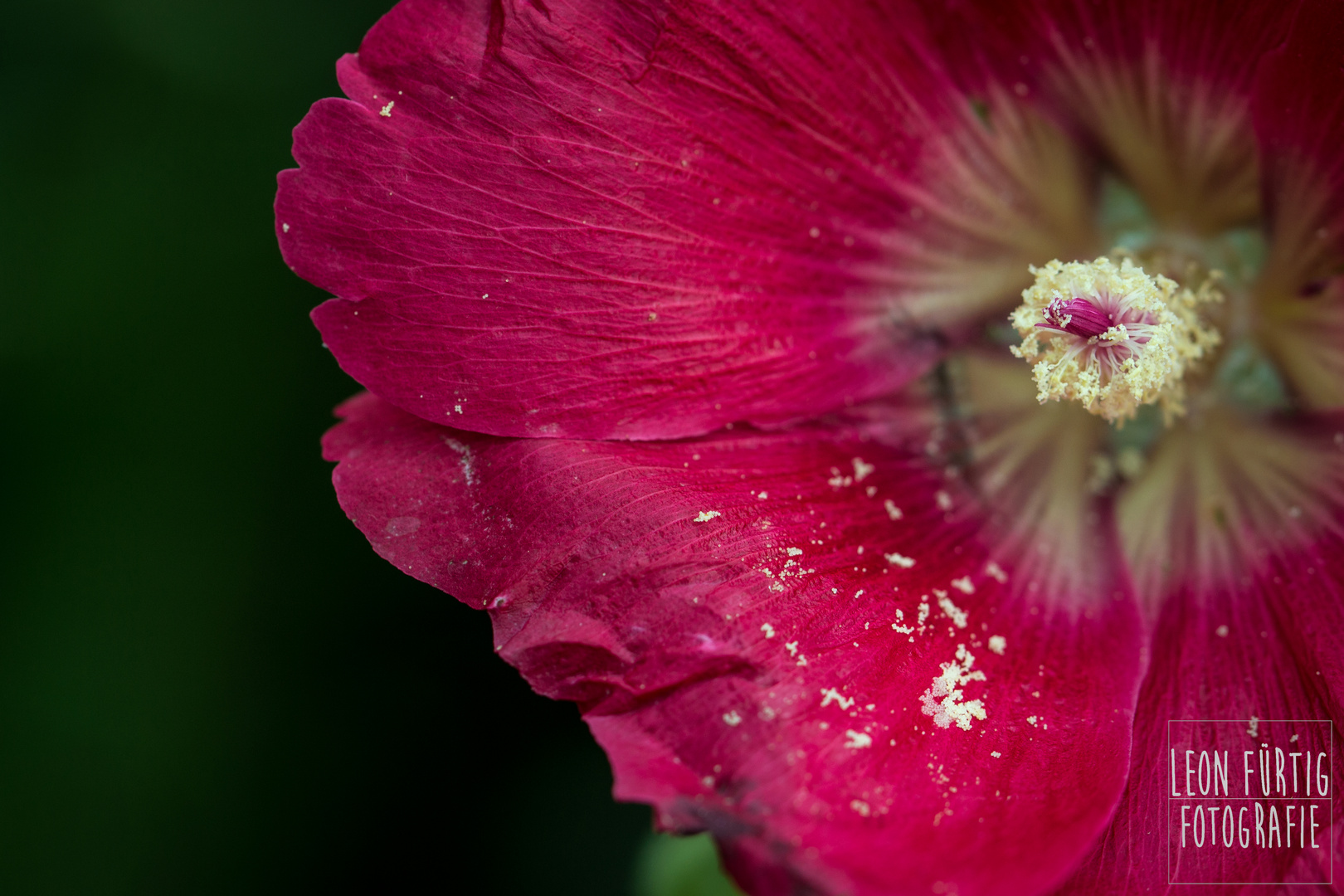 Alcea rosea