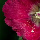 Alcea rosea