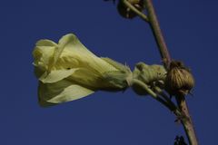 Alcea rosea