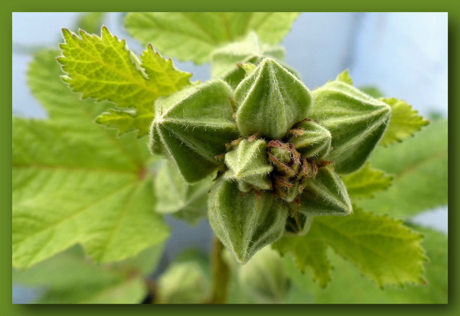 Alcea rosea