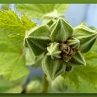 Alcea rosea