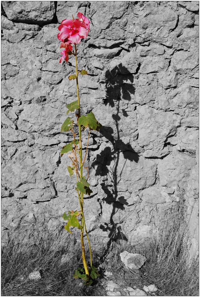 Alcea rosea