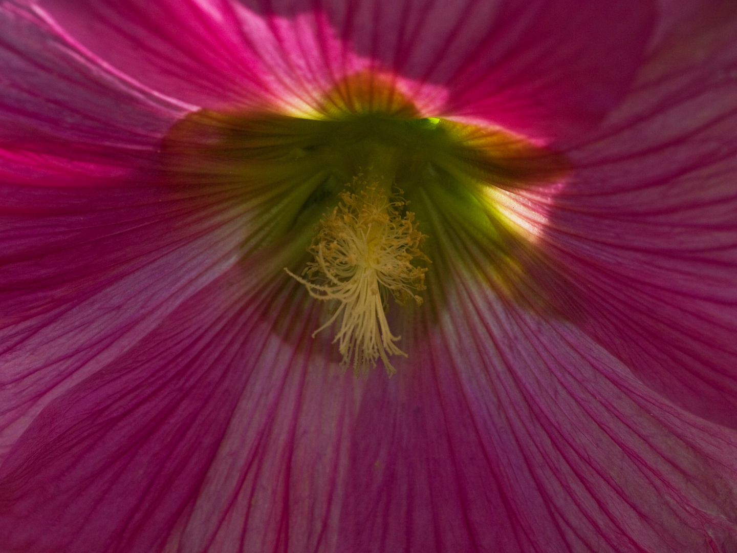 alcea rosea