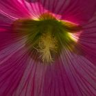 alcea rosea