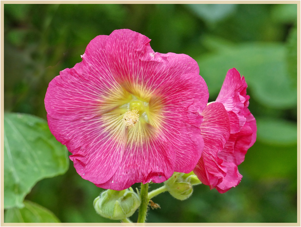 Alcea rosea.......