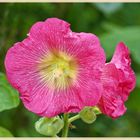 Alcea rosea.......