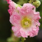 Alcea rosea