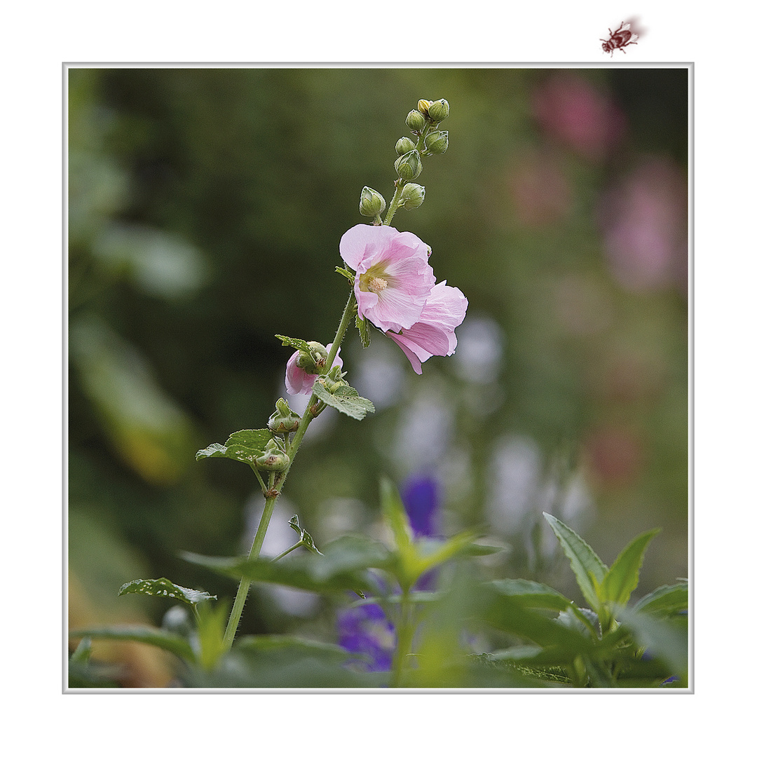 Alcea rosea