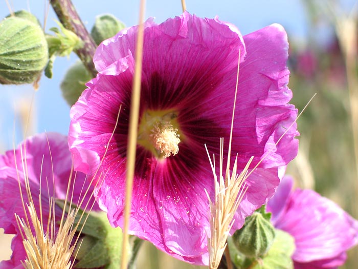 Alcea rosea, Gewöhnliche Stockrose