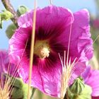 Alcea rosea, Gewöhnliche Stockrose