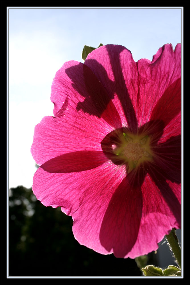 Alcea Rosea im Gegenlicht