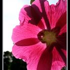 Alcea Rosea im Gegenlicht