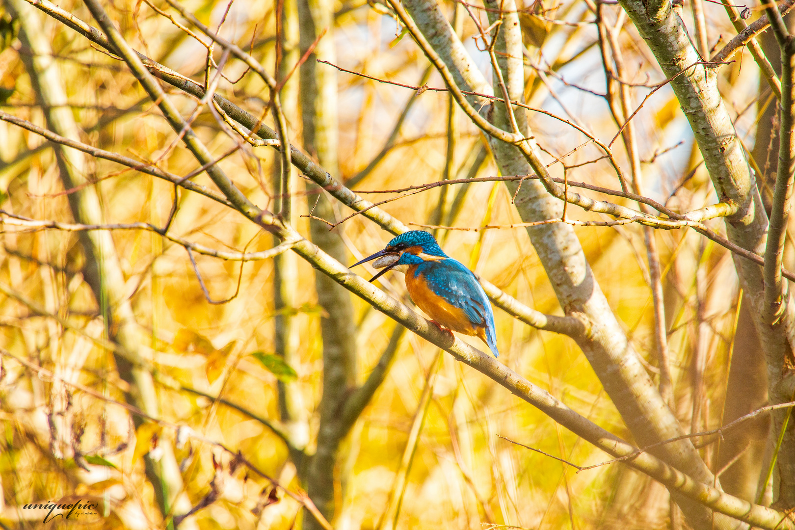 Alcedinidae Foto & Bild tiere, wildlife, wild lebende vögel Bilder