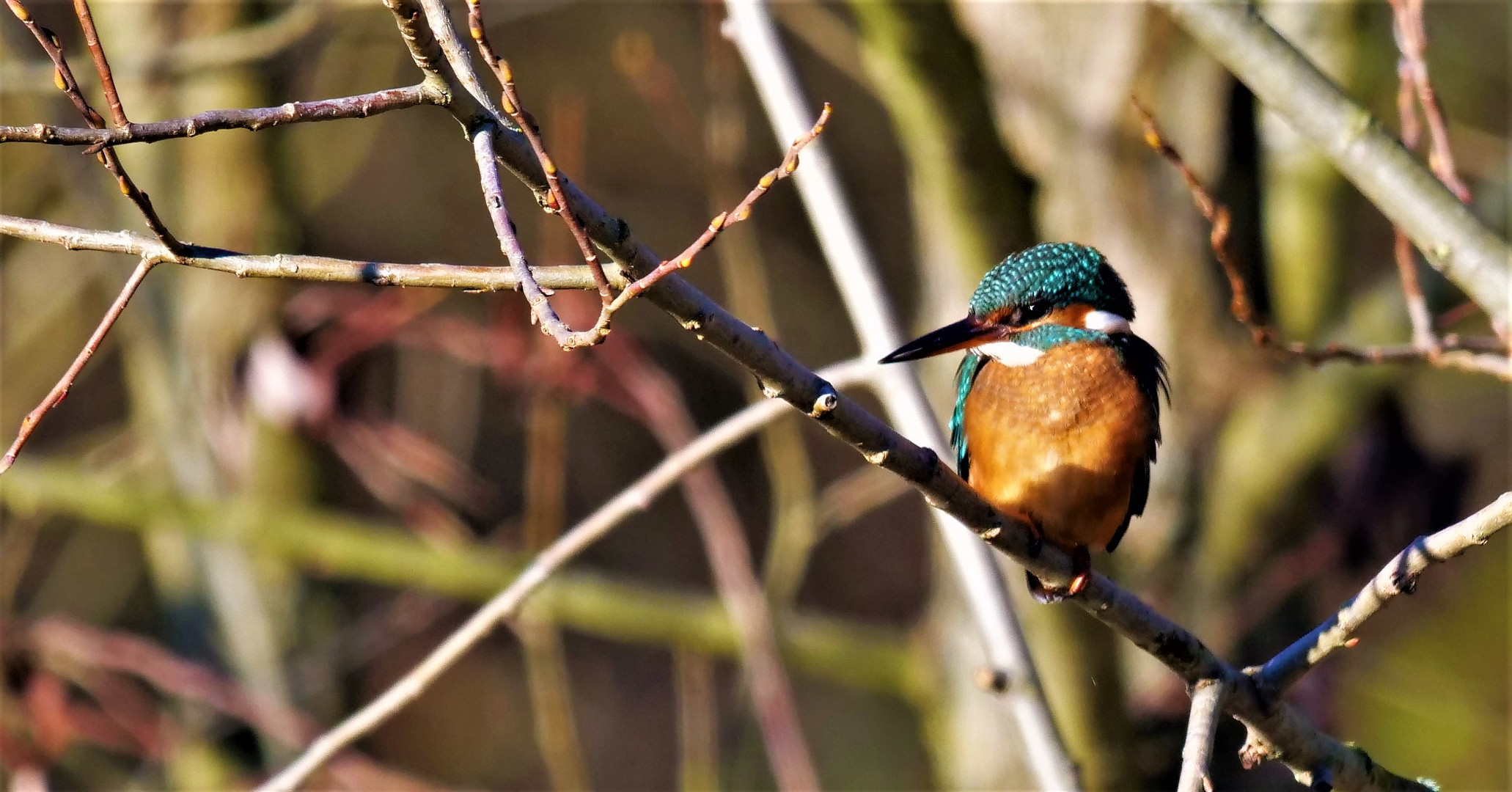 Alcedo