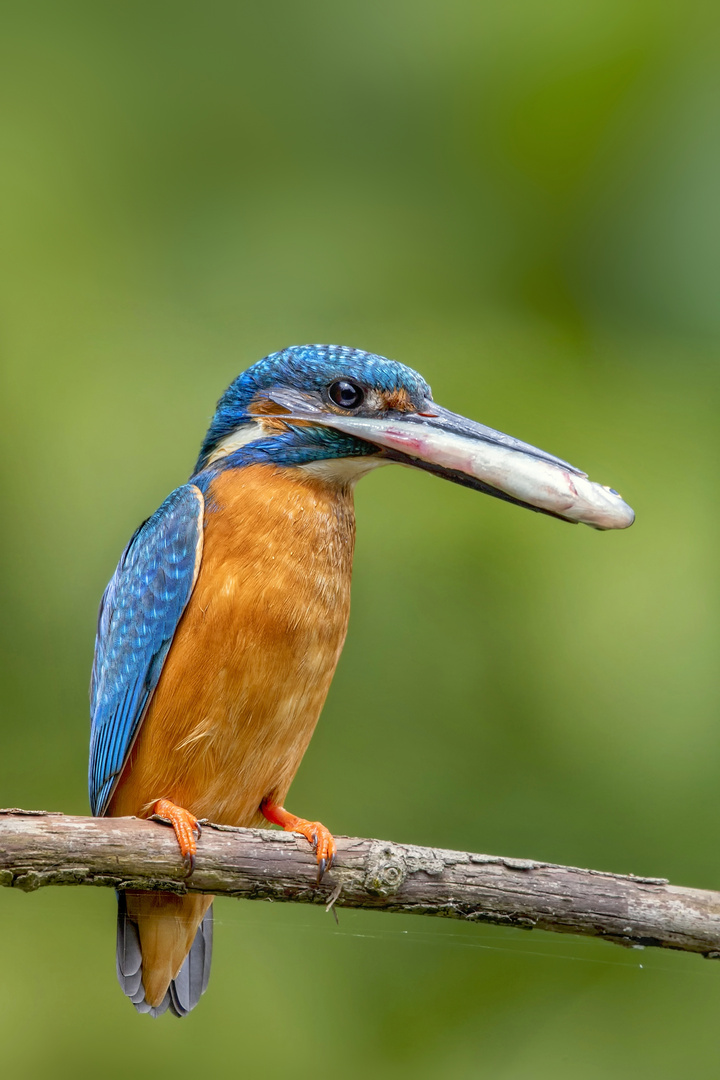 Alcedo athis