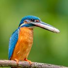 Alcedo athis