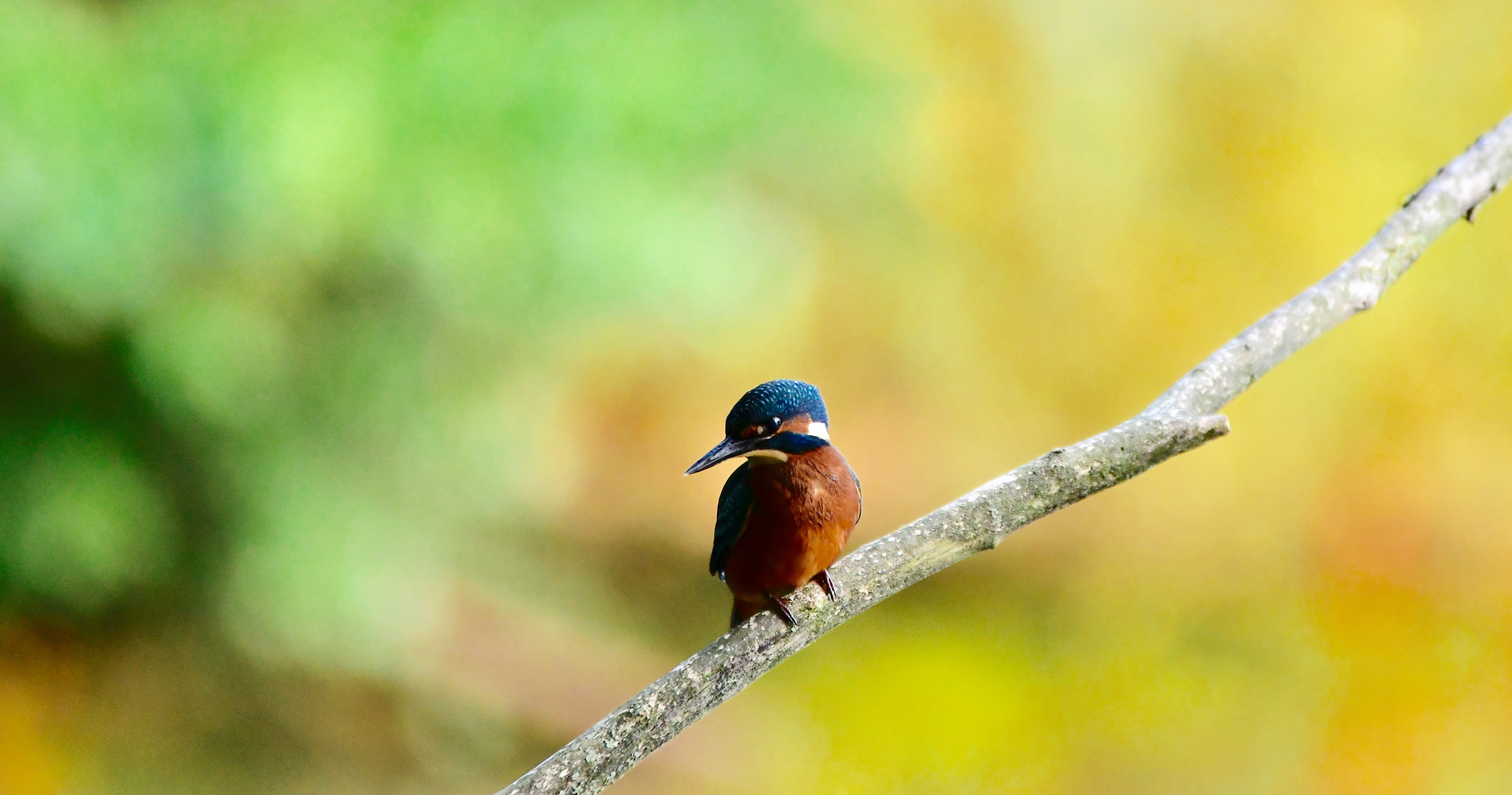 alcedo athis