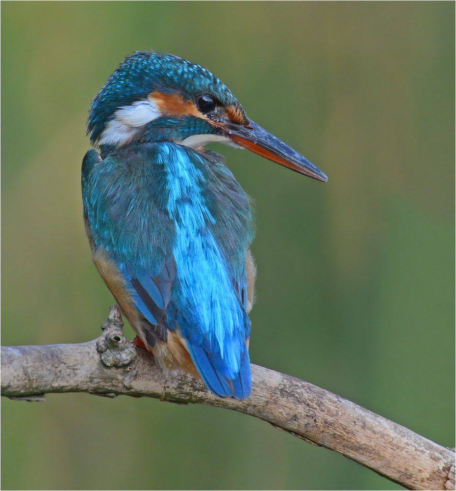 Alcedo atthis