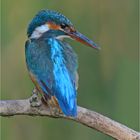 Alcedo atthis