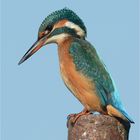 Alcedo atthis