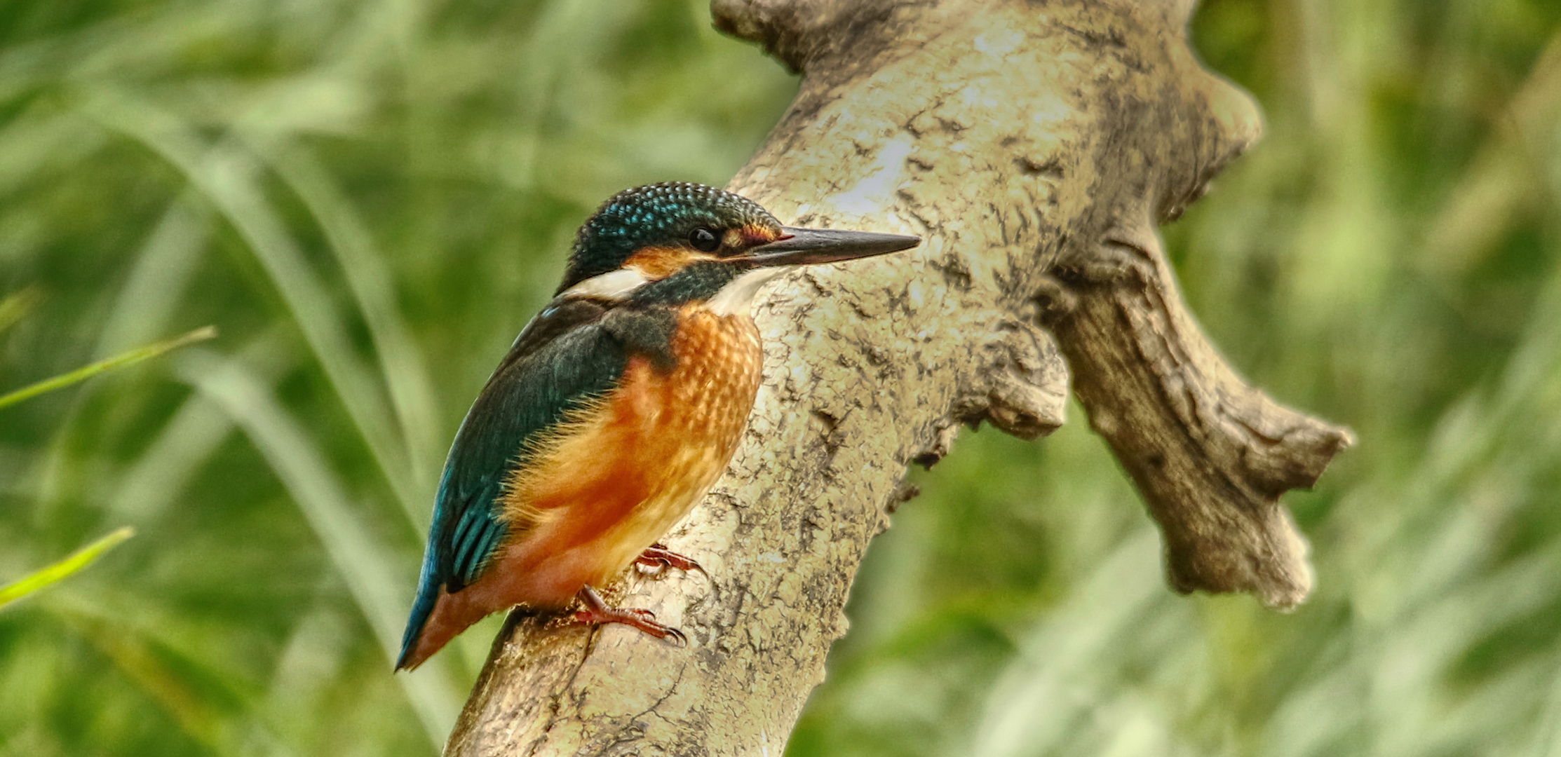 Alcedo atthis