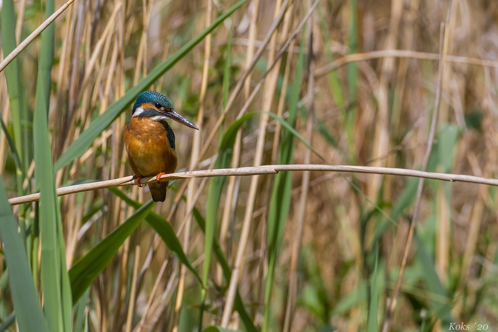 Alcedo atthis