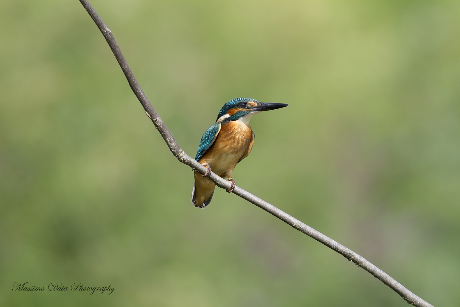 Alcedo Atthis