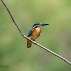 Alcedo Atthis