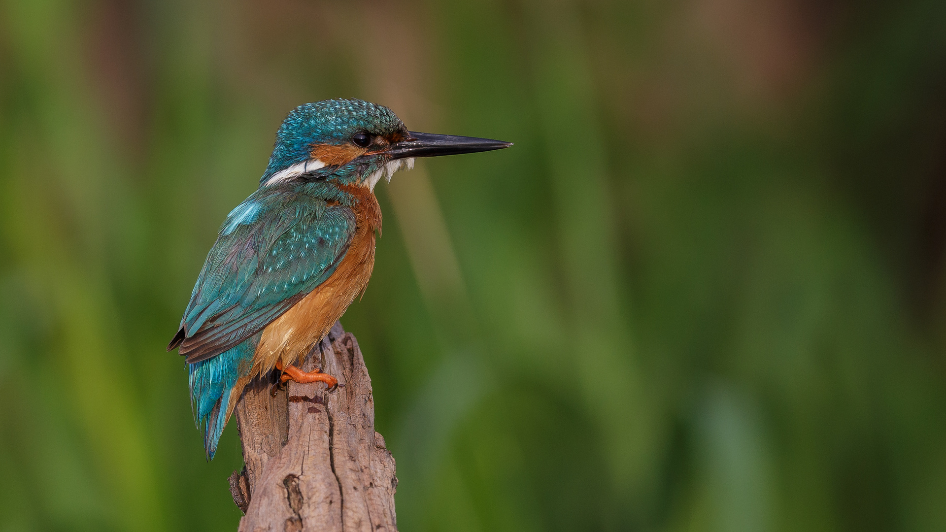 Alcedo atthis Foto & Bild natur, alcedo atthis, tiere Bilder auf