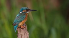 Alcedo atthis