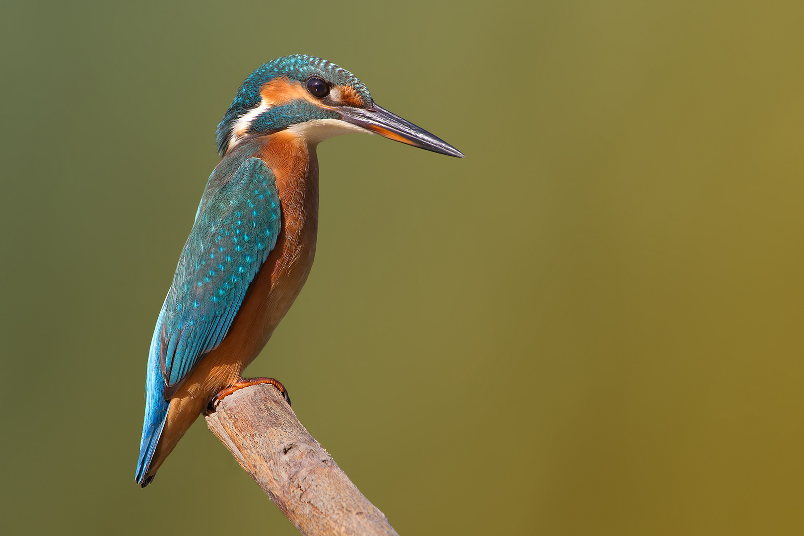 Alcedo atthis