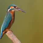 Alcedo atthis