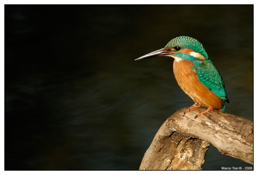 Alcedo Atthis