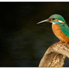 Alcedo Atthis