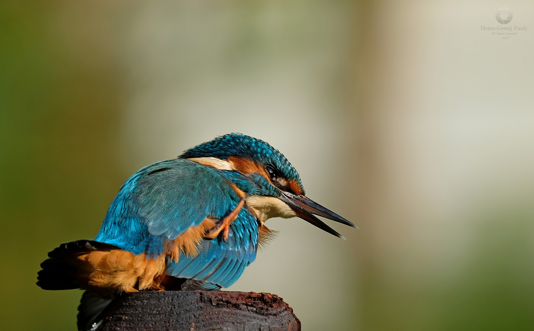 Alcedo atthis