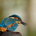 Alcedo atthis