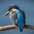 ALCEDO ATTHIS 2