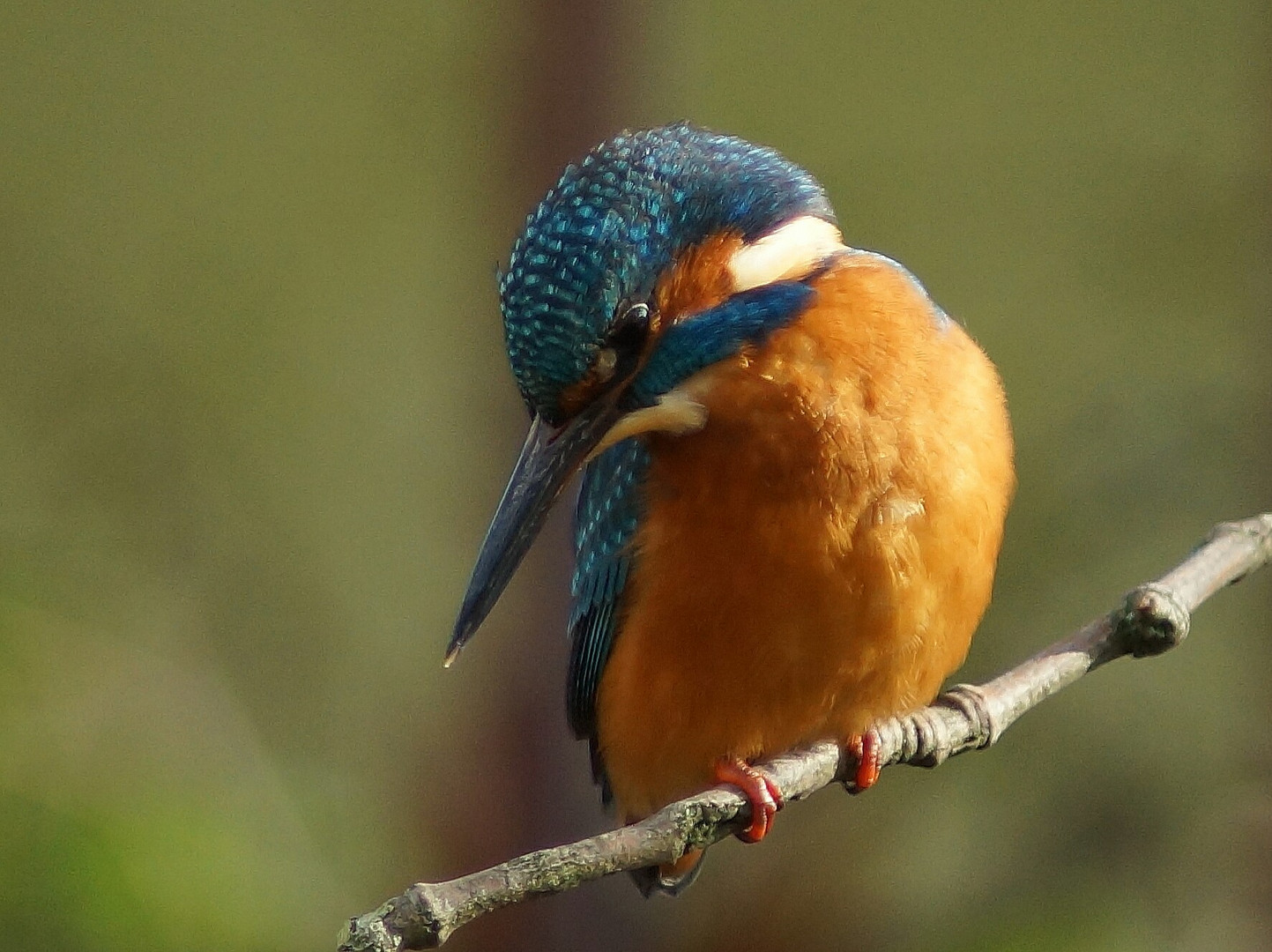 ALCEDO ATTHIS 2021 ( DER EISVOGEL)