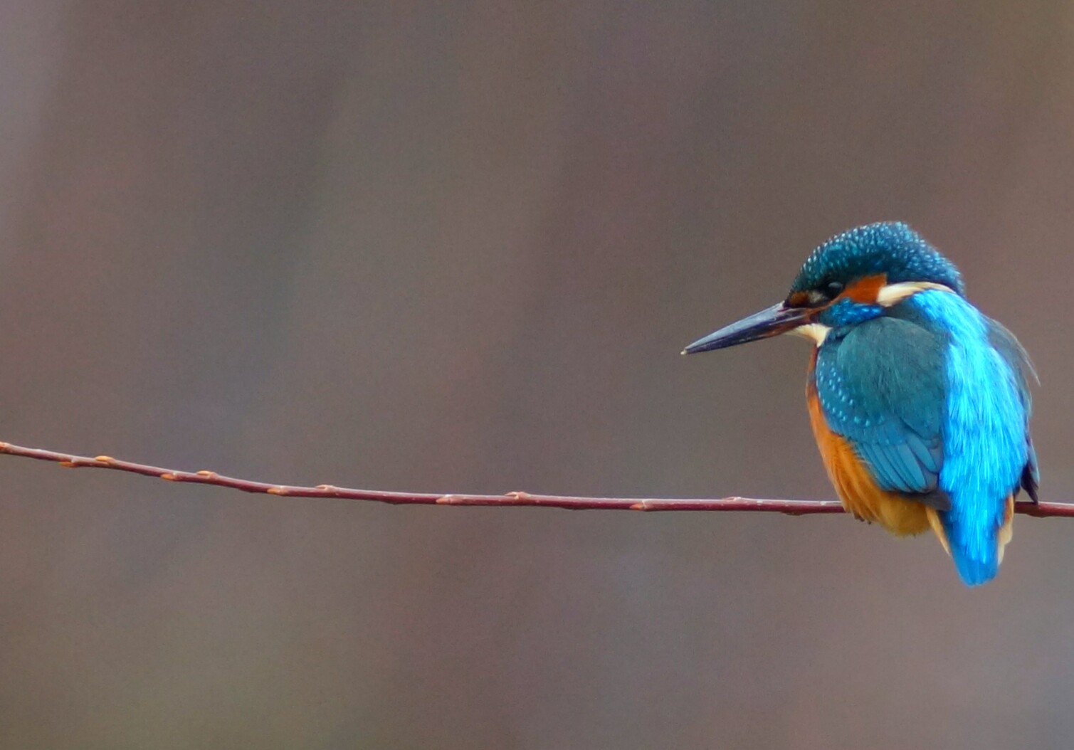 ALCEDO ATTHIS 2021 ( DER EISVOGEL) I.