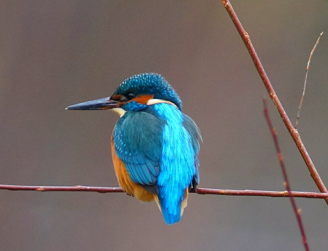 ALCEDO ATTHIS 2021 ( DER EISVOGEL) II.