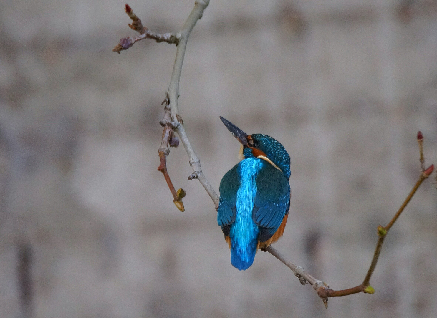 ALCEDO ATTHIS 2021 ( DER EISVOGEL) III.