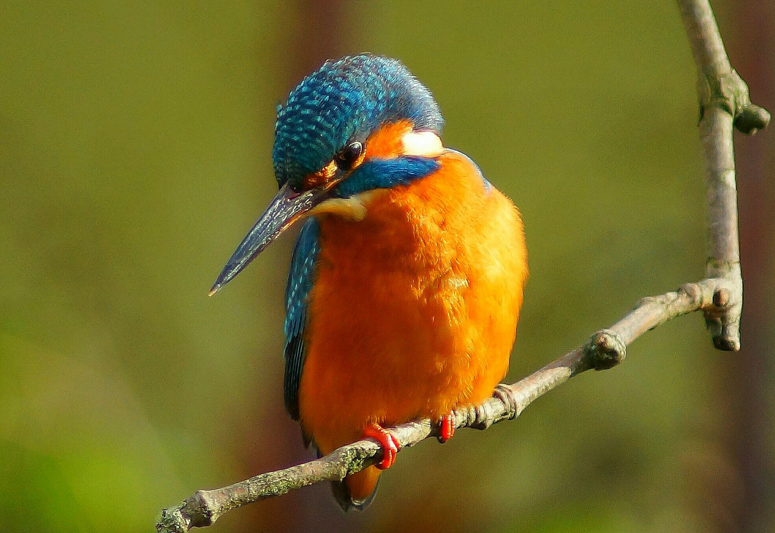 ALCEDO ATTHIS 2021 ( DER EISVOGEL) IV.