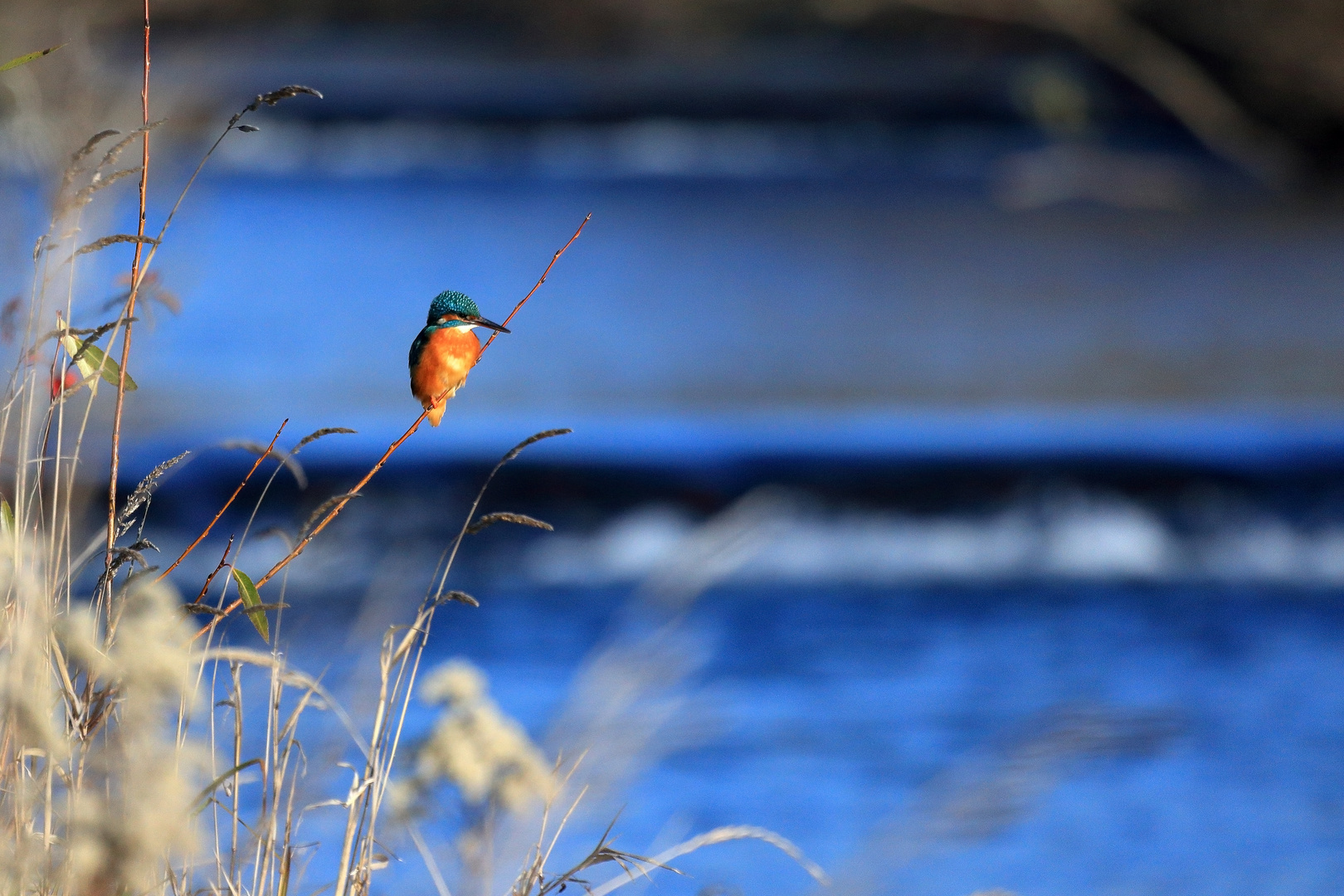 Alcedo atthis