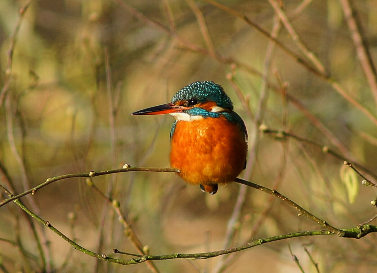 ALCEDO ATTHIS 3.